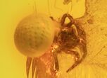Fossil Fly (Diptera) & Spider (Aranea) In Baltic Amber #58117-2